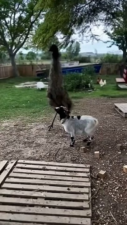 Funny video