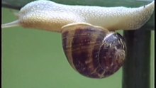 Chiocciola  Snail