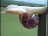 Chiocciola  Snail