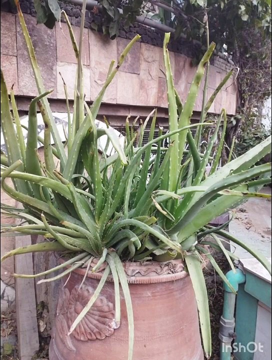 Aayein aaj garden mein chalein _ Aloe Vera