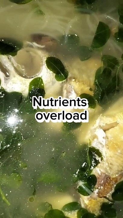 Nutrients Overload