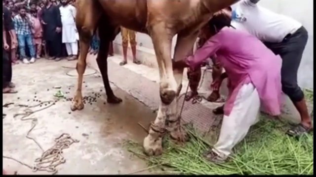 Eid Ul Adha Viral Moments I Anari Pagal Qasai I Try Not To Laugh 3