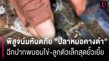 พิสูจน์มหันตภัย "ปลาหมอคางดำ" ฉีกปากพบอมไข่-ลูกตัวเล็กสุดยั้วเยี้ย | HOTSHOT เดลินิวส์ 05/07/67