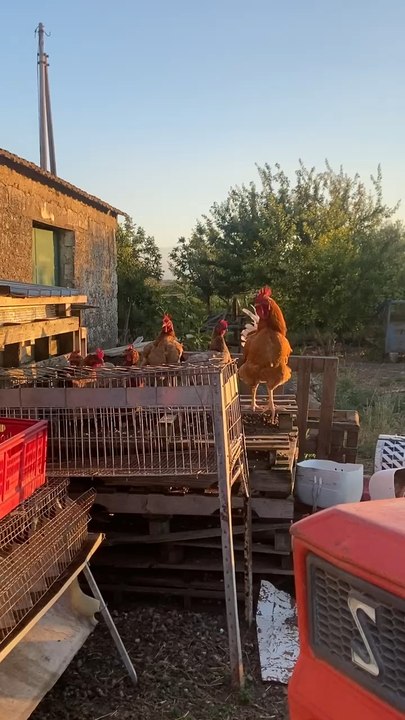 Sitio