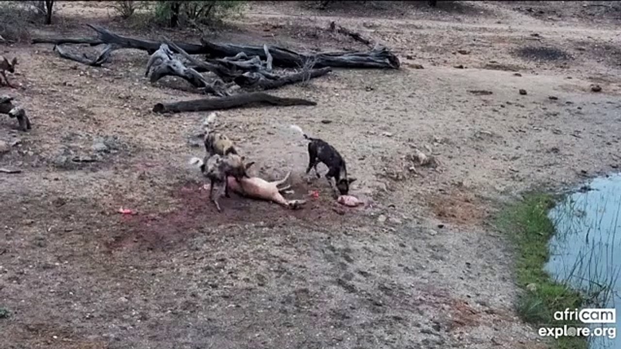 Wild Dog attacking Impala....