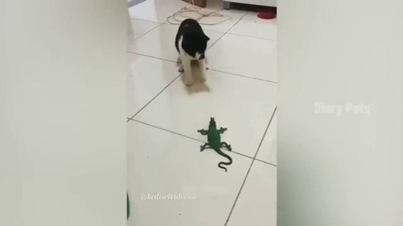 Funny  cat