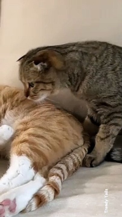 Cat Moment