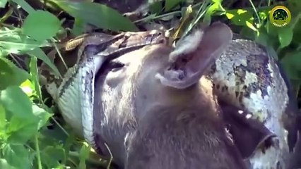 When Hyenas Messed with the Wrong Opponent