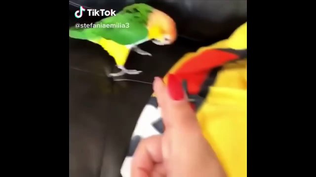 Funny Parrots Videos _ cute moment of the BIRDS _ Cutest Parrots