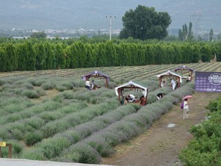 "Balıkesir Aromaterapi Festivali" başladı!