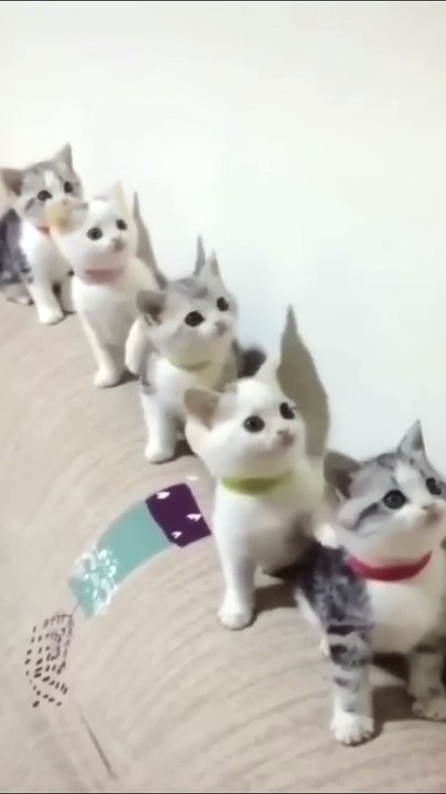 Cats Doing Cat Things