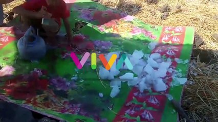 Petani Tembakau di NTB Gunakan Es Batu