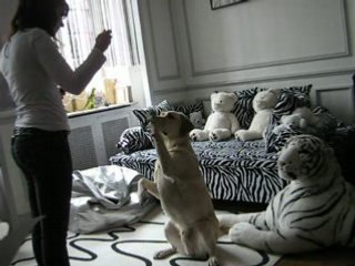 Vico-Fais le beau-Resultat Final