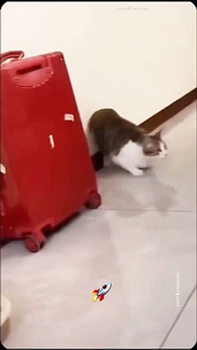 Animals, birds