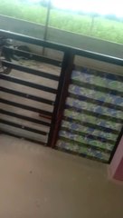 Baby playing with pigeons