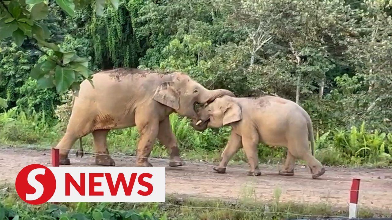 Teacher caught elephant mother ‘schooling’ her calf on camera