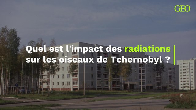 Quel est l'impact des radiations sur les oiseaux de Tchernobyl ?