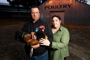 2024 Canberra Queanbeyan Poultry Show Canceled Amid Bird Flu Concerns 🐔