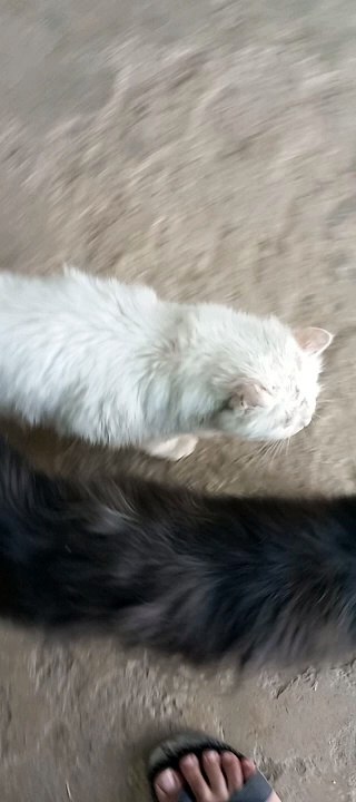 Persian Cats as pets