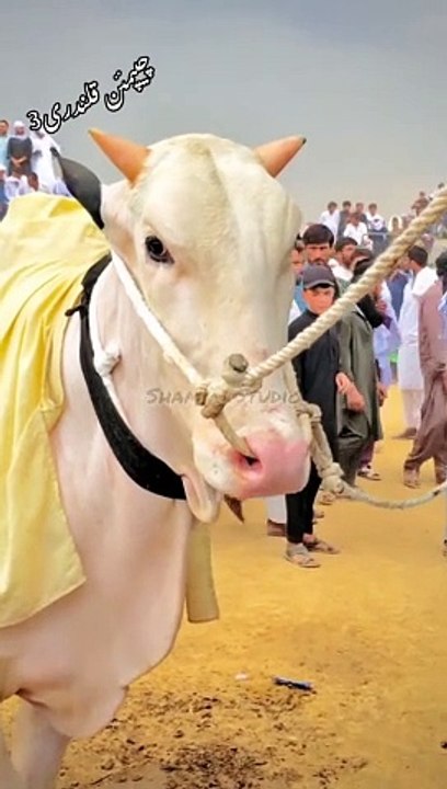 Qalandri 3 famous racer beauty #reels#viral#foryou#animals#trending#petlovers