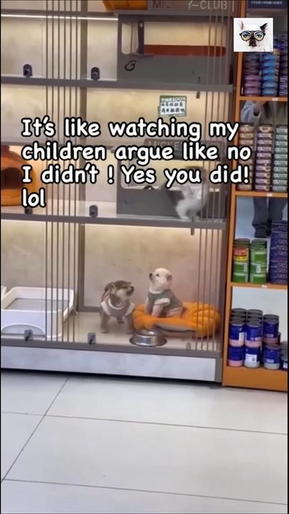 Fun With Animals - Cats and Dogs 