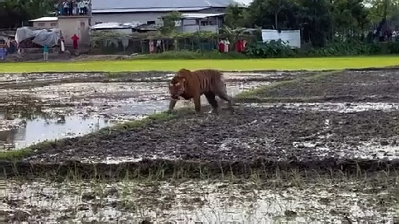 Village Tiger 