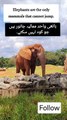 English Facts Elephants | Urdu Facts | Wow facts