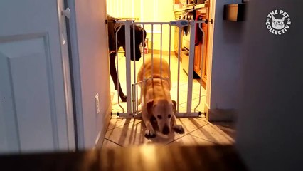 Pet Escape artists#funny animal short