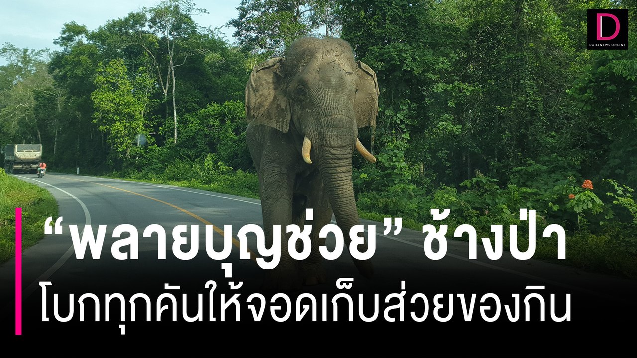 ใจเต้นตุ๊บตุ๊บ "พลายบุญช่วย" ช้างป่าละอู โบกทุกคันให้จอดเก็บส่วยของกิน | HOTSHOT เดลินิวส์ 05/07/67