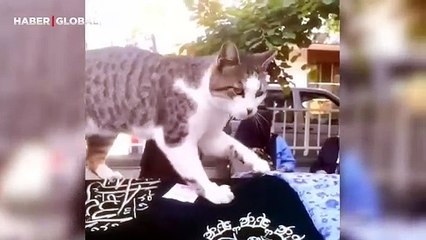 Sahibinin cenazesinde tabutundan ayrılmayan kedinin görüntüleri viral oldu