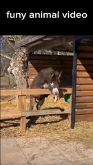 Funy Animal video 2024