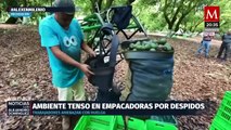 El veto a las exportaciones de aguacate avanzan en Michoacán