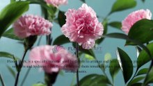 Floral Craft  | Florist Foam