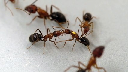 ¿Por qué las hormigas lamen heridas? Descubre su sorprendente comportamiento 🐜