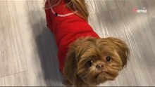 Video. Suo nonno non vuole un cane, ma lei gli chiede di tenere il suo: scopre un foglio che racconta tutto