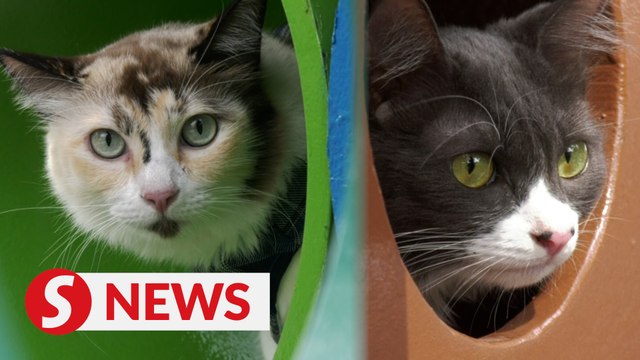 Purr-fect place for feline frolics