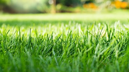 Should You Mow Your Lawn If It Turns Dry and Crispy in Summer?