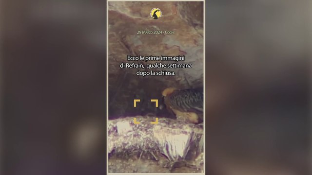 Cogne, il volo del gipeto Refrain dopo l'alluvione: «Un piccolo segnale di speranza»