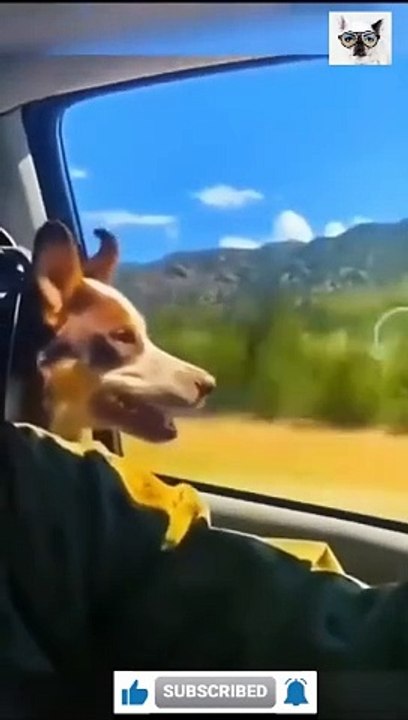 Fun With Animals - Cats and Dogs funny videos 