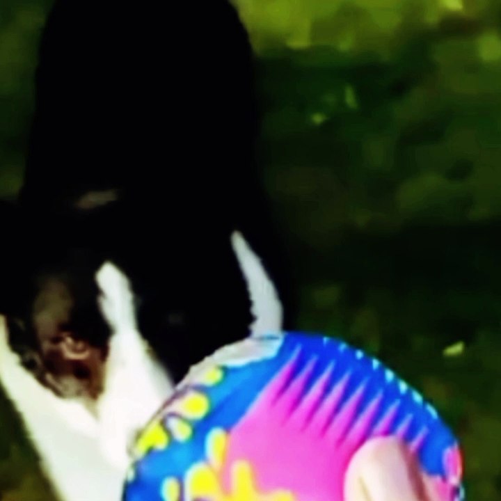 Funny animal vedio