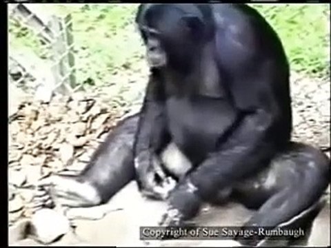 Taştan kendine alet yapıp aleti kullanan maymun