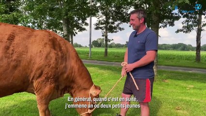 Ombre, grande championne du concours Limousin du Space 2023