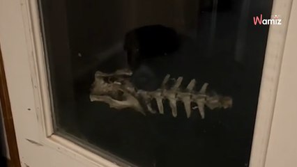 Le chien revient du jardin avec quelque chose de terrifiant dans la gueule (Vidéo)