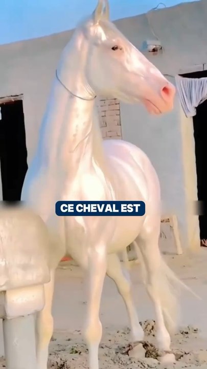Le cheval le plus beau du monde