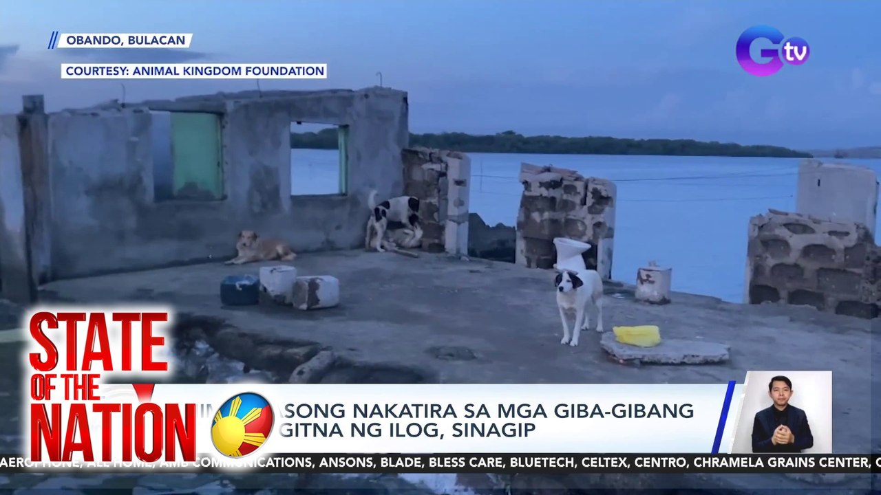 Anim na asong nakatira sa mga giba-gibang bahay sa gitna ng ilog, sinagip | SONA