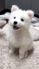 Little_Samoyed_puppy_#dog_#shorts