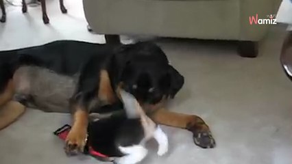 Le chiot Beagle s'approche du Rottweiler : 4 millions de personnes sont sans voix (Vidéo)