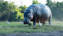 Los Hipopótamos Pueden Volar A Gran Velocidad