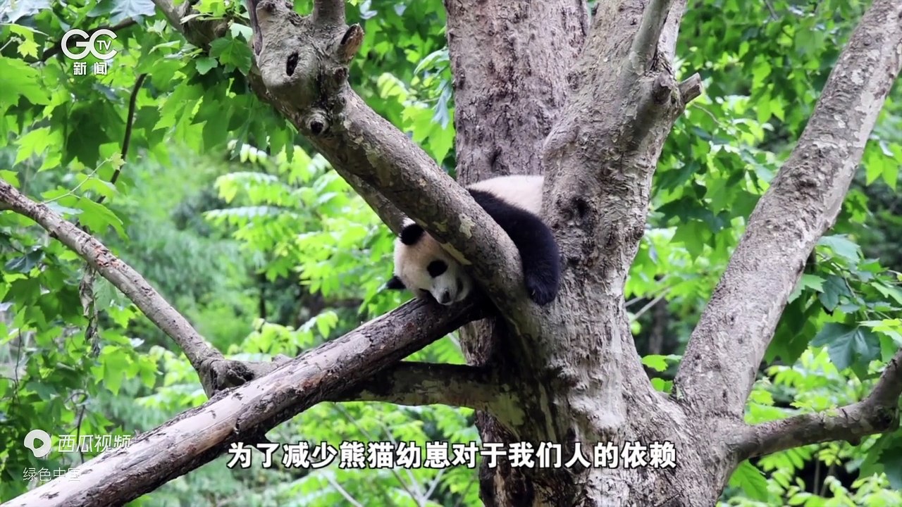 Con thú mẹ mang theo đàn con của mình, và gấu trúc khổng lồ trở về núi rừng - Tiêu đề ngày nay