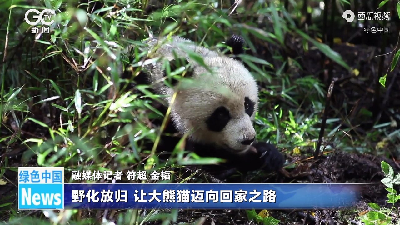 野化放归，让大熊猫迈向回家之路-今日头条